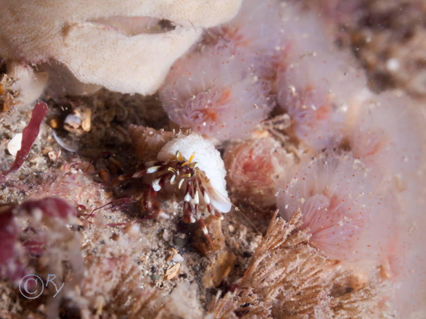 Morchellium argus -- four spotted squirt, Pagurus bernhardus -- common hermit crab