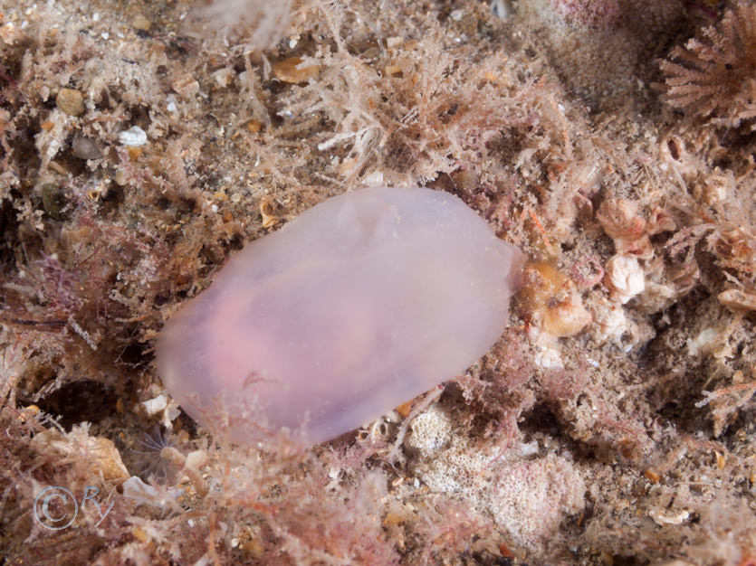Ascidia virginea -- pink edged sea squirt