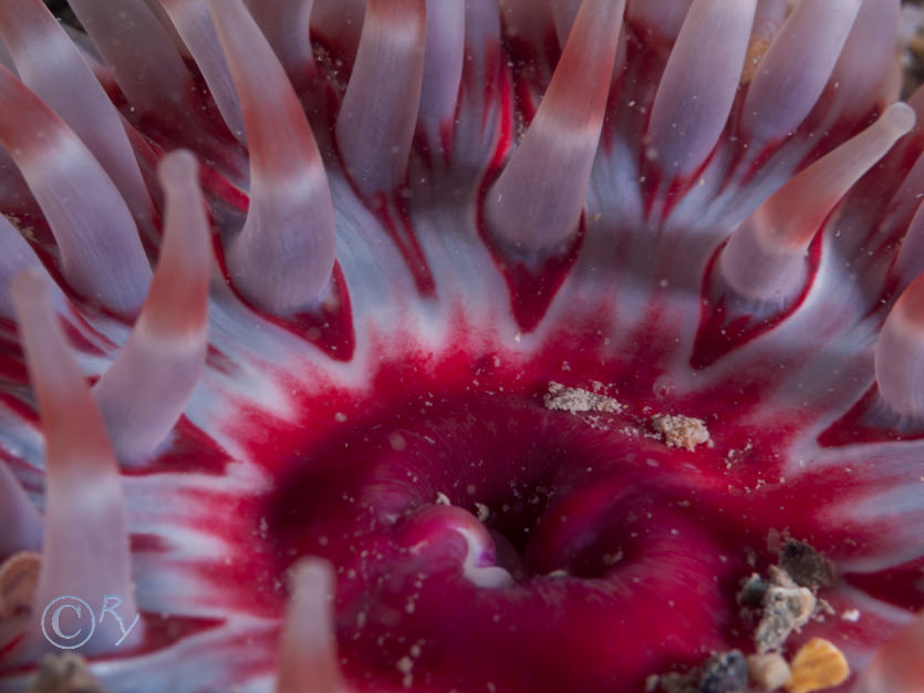 Urticina felina -- dahlia anemone