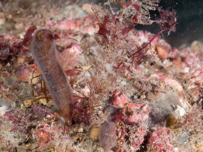 Alcyonidium diaphanum -- finger bryozoan  sea chervil, Balanus Sp., Plocamium cartilagineum -- red comb weed