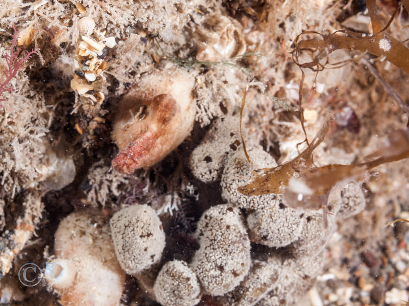 Raspailia ramosa -- chocolate finger sponge