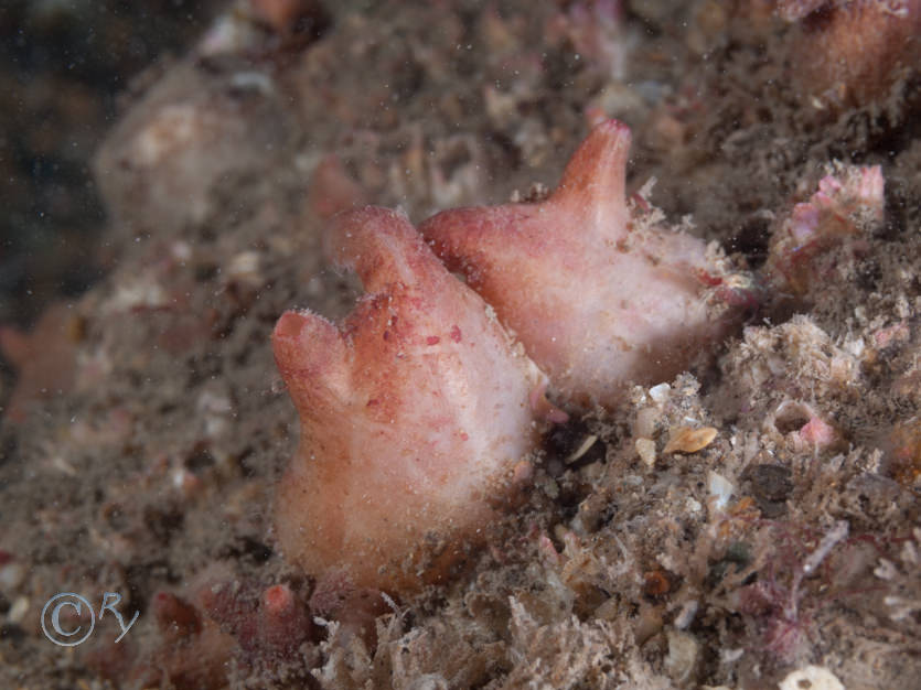 Polycarpa scuba -- teapot sea squirt