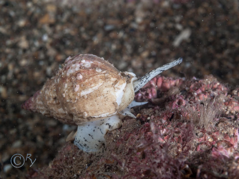 Buccinum undatum -- common whelk  buckie