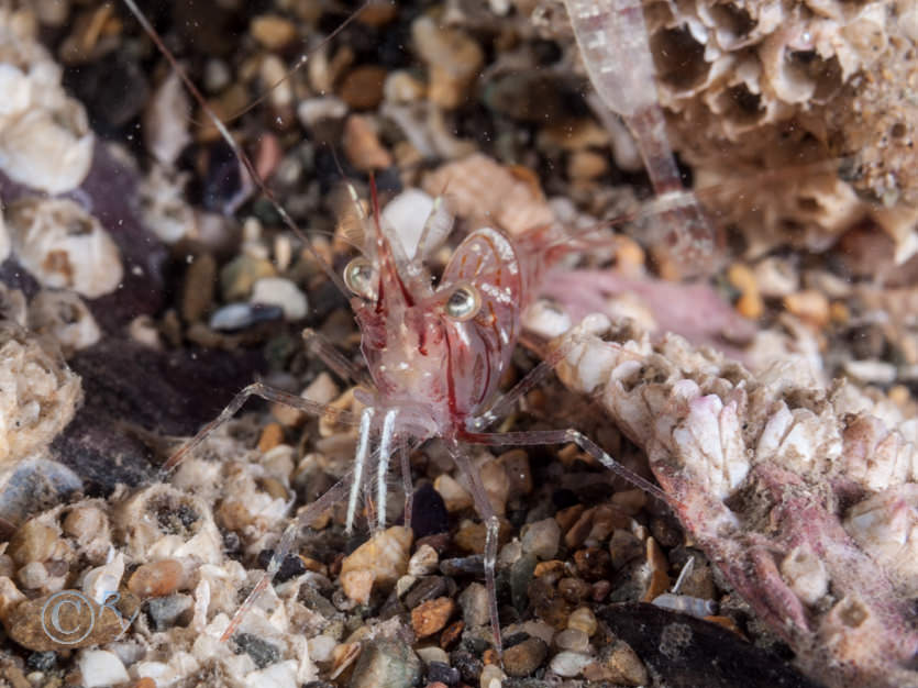 Pandalus montagui -- humpback prawn