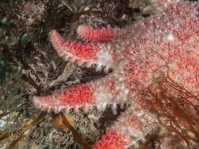 Crossaster papposus -- common sunstar