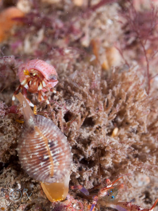 Pagurus bernhardus -- common hermit crab, Trivia arctica -- Arctic cowrie