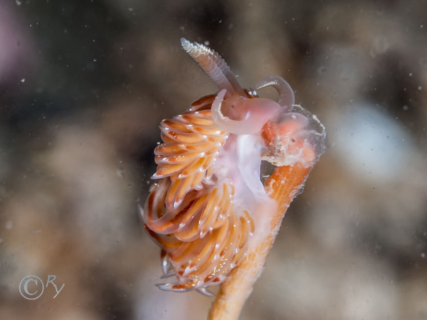 Facelina bostoniensis