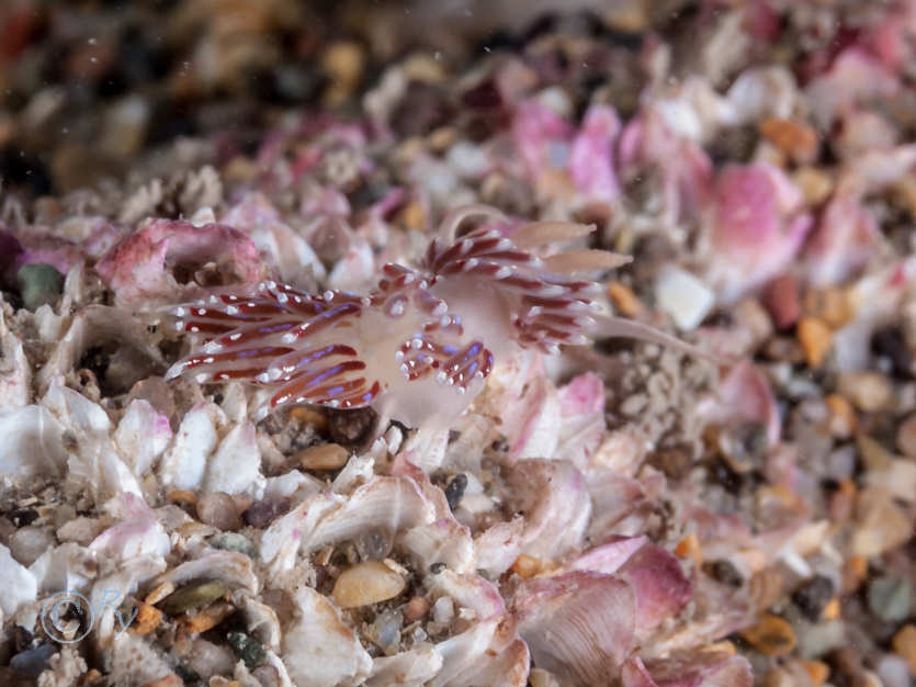 Facelina auriculata