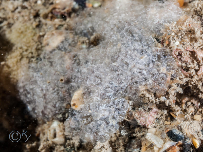 Unknown tunicate