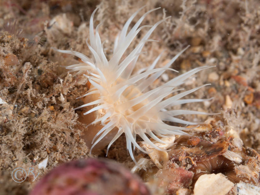 Actinothoe sphyrodeta -- white striped anemone