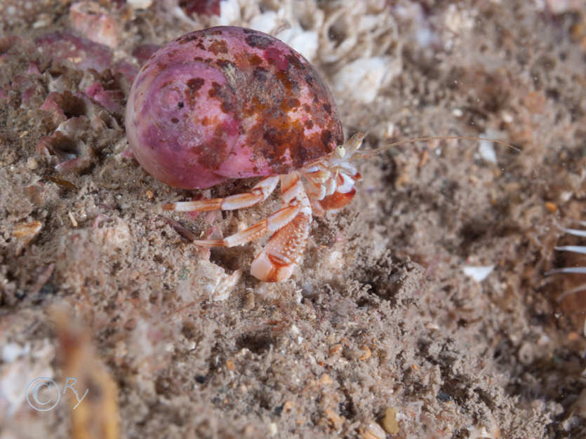 Pagurus bernhardus -- common hermit crab