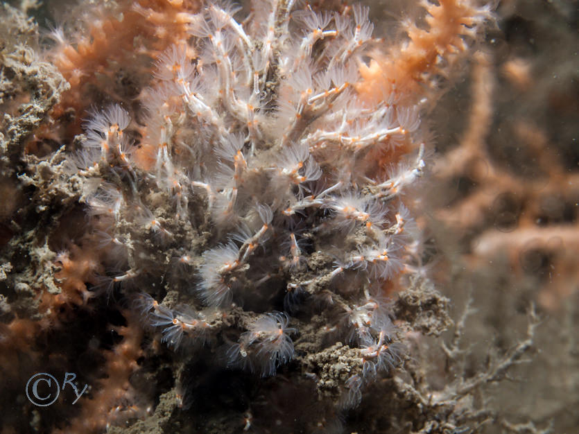 Salmacina dysteri -- coral worm