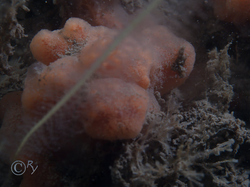 Amphilectus fucorum -- shredded carrot sponge