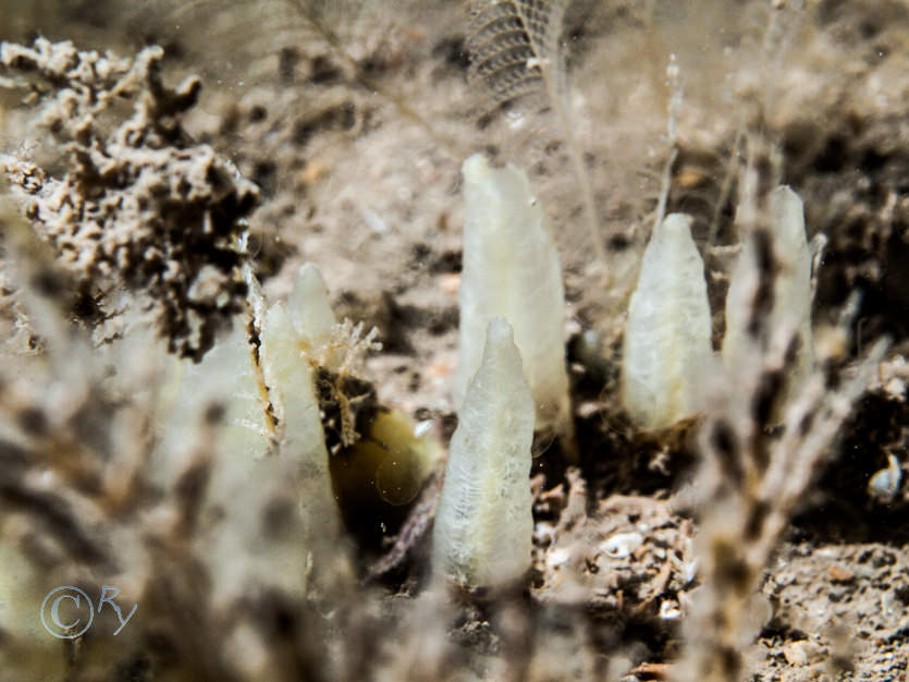 Ciocalypta penicillus -- tapered chimney sponge