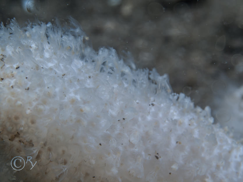 Alcyonium digitatum -- dead men's fingers