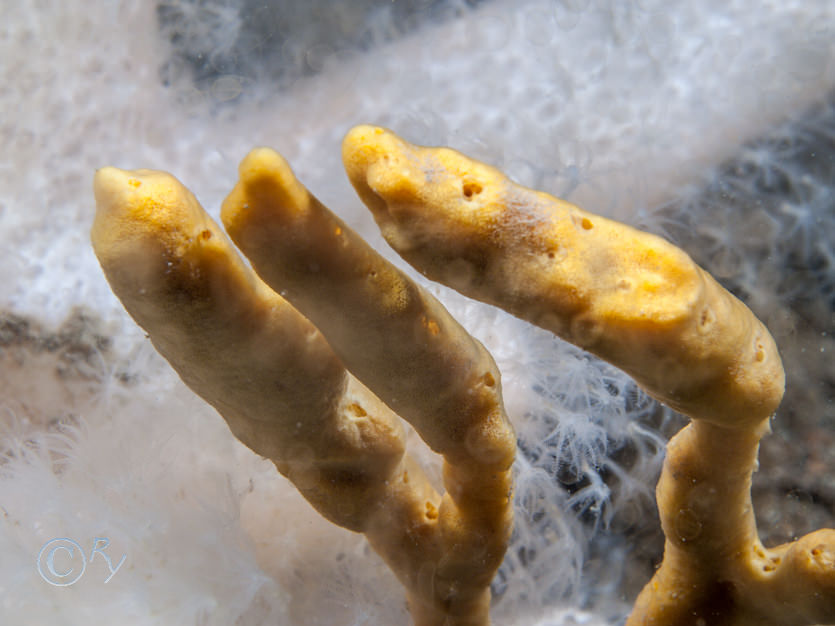 Axinella dissimilis -- yellow staghorn sponge