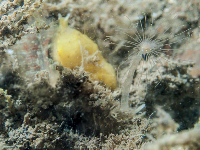 Corymorpha nutans -- solitary stalked hydroid