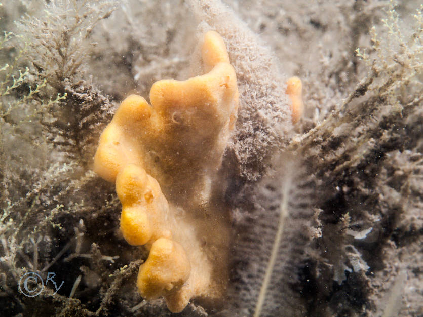 Axinella dissimilis -- yellow staghorn sponge