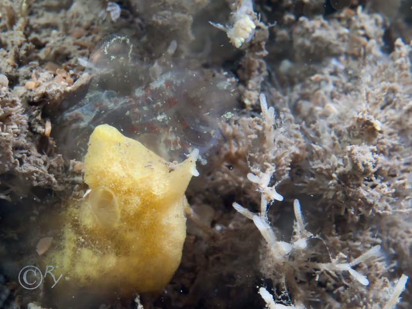Cellaria spp, Corella parallelogramma -- gas mantle sea squirt  toby jug sea squirt, Halichondria bowerbanki