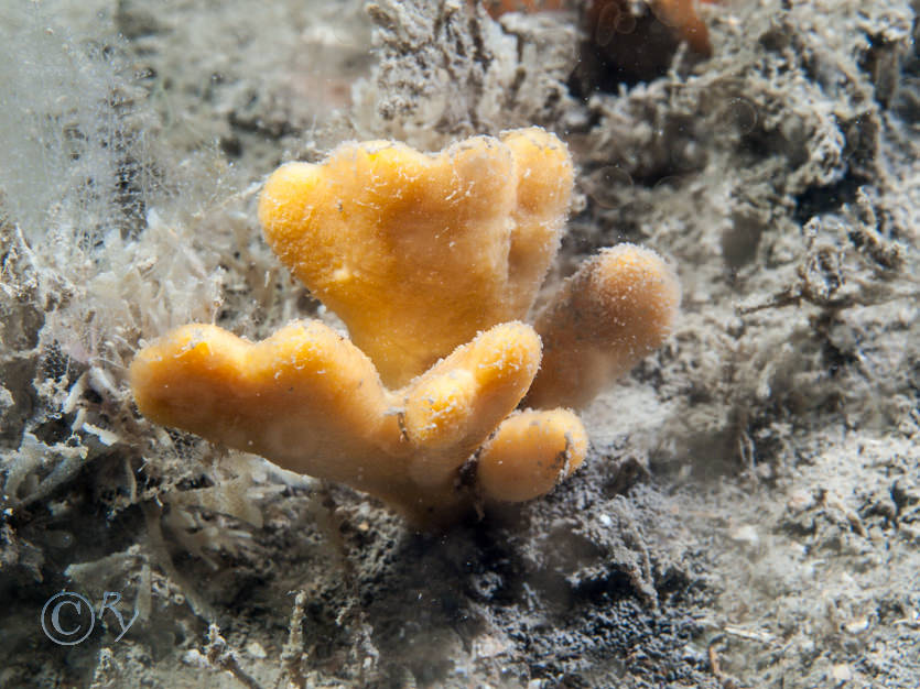 Axinella dissimilis -- yellow staghorn sponge