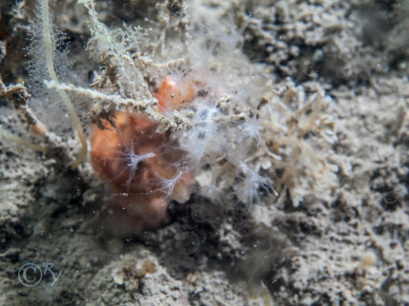 Nemertesia antennina -- antenna hydroid  sea beard, Sarcodictyon catenatum