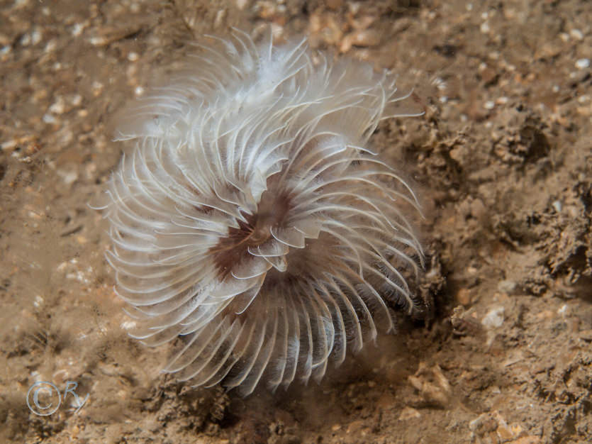 Bispira volutacornis -- double spiral worm