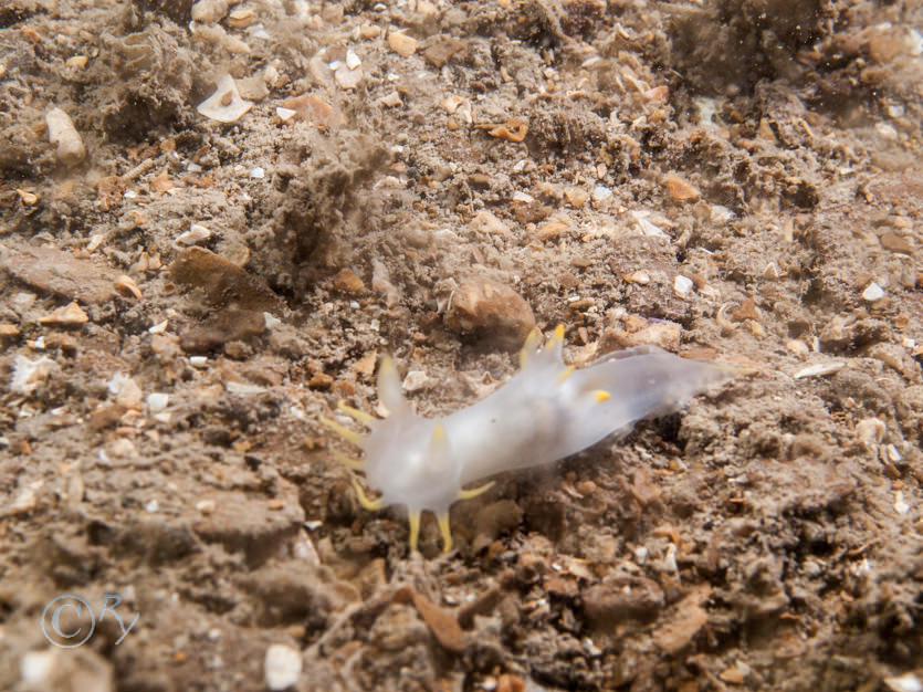 Polycera faeroensis