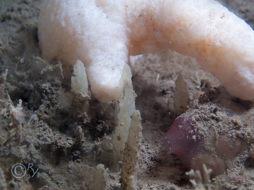 Alcyonium digitatum -- dead men's fingers, Ascidia mentula -- red sea squirt, Ciocalypta penicillus -- tapered chimney sponge