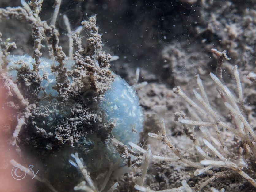 Botryllus schlosseii -- star sea squirt, Cellaria spp