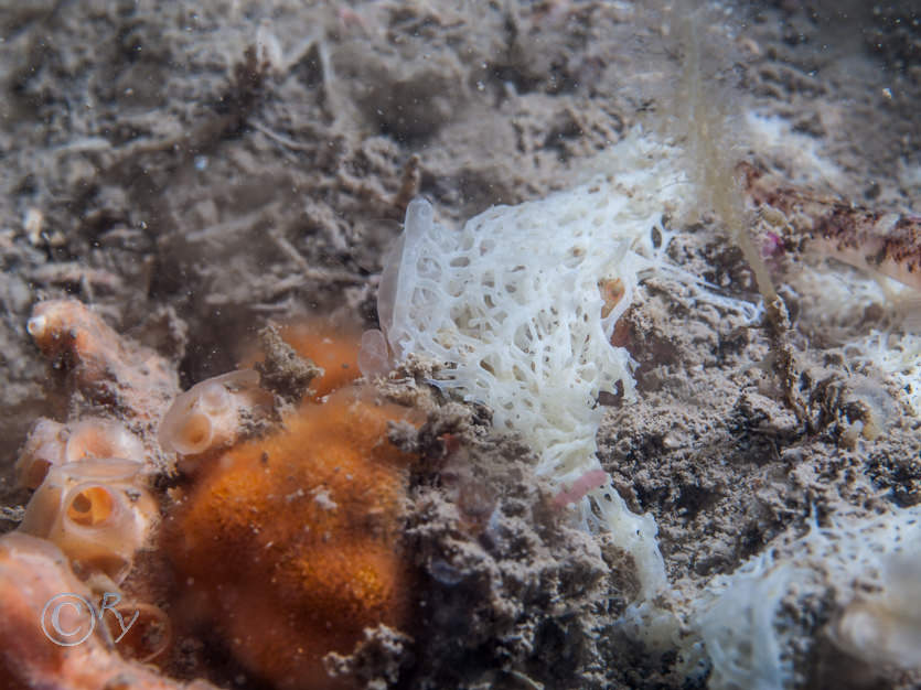Cellepora pumicosa -- orange pumice bryozoan, Clathrina coriacea -- white lace sponge, Hemimycale columella -- crater sponge
