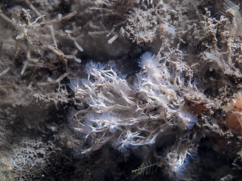 Salmacina dysteri -- coral worm