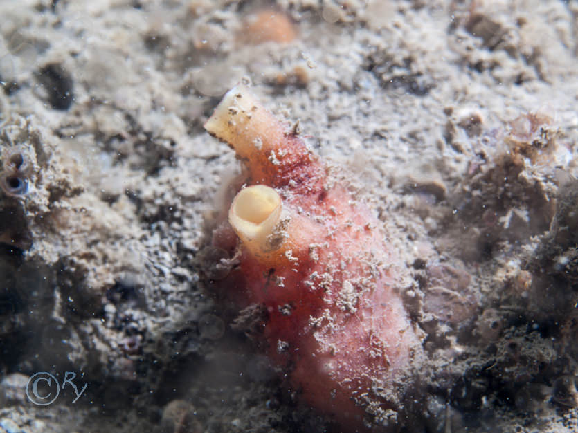 Polycarpa scuba -- teapot sea squirt