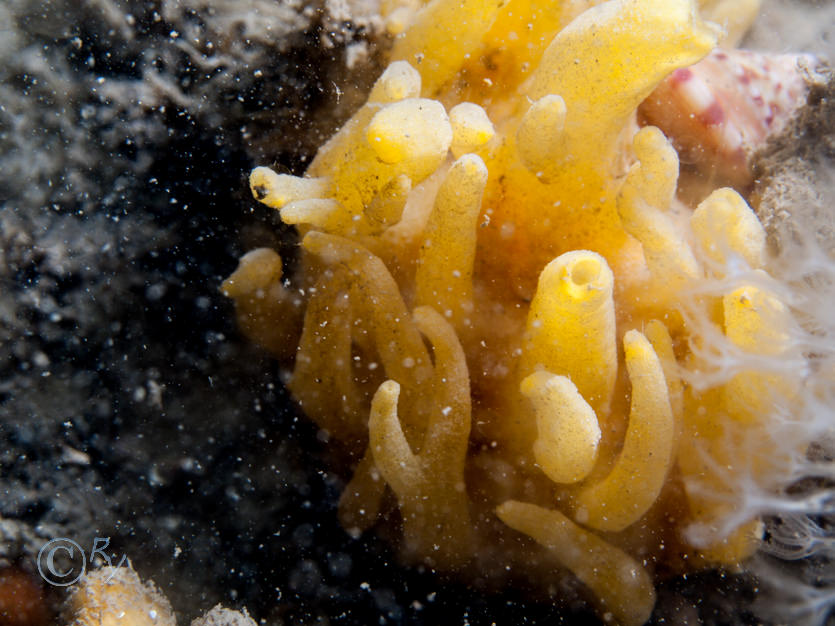 Polymastia boletiformis -- yellow hedgehog sponge