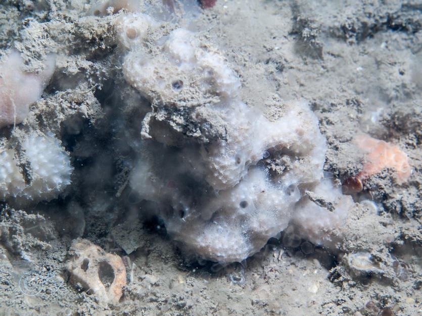 Dysidea fragilis -- goosebump sponge