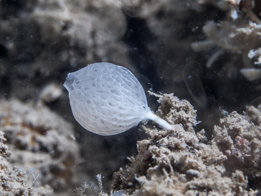 Guancha lacunosa