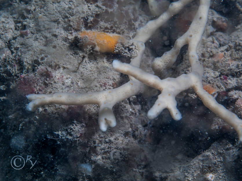 Haliclona simulans -- creeping sponge