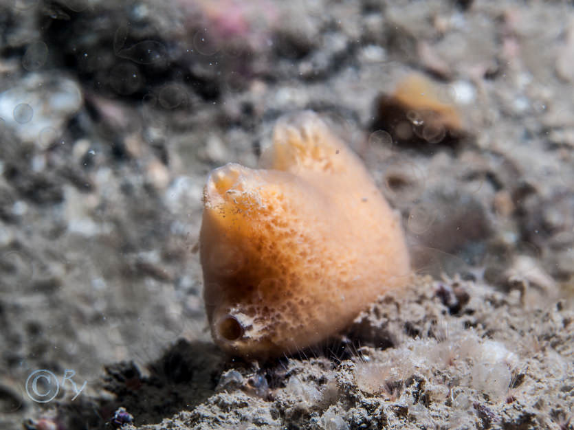 Amphilectus fucorum -- shredded carrot sponge, Balanus Sp.