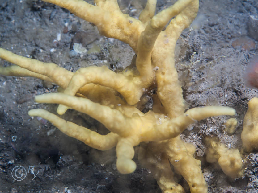 Axinella dissimilis -- yellow staghorn sponge