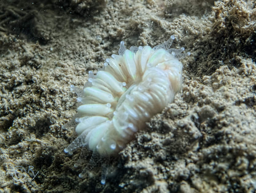 Caryophyllia smithii -- Devonshire cup-coral