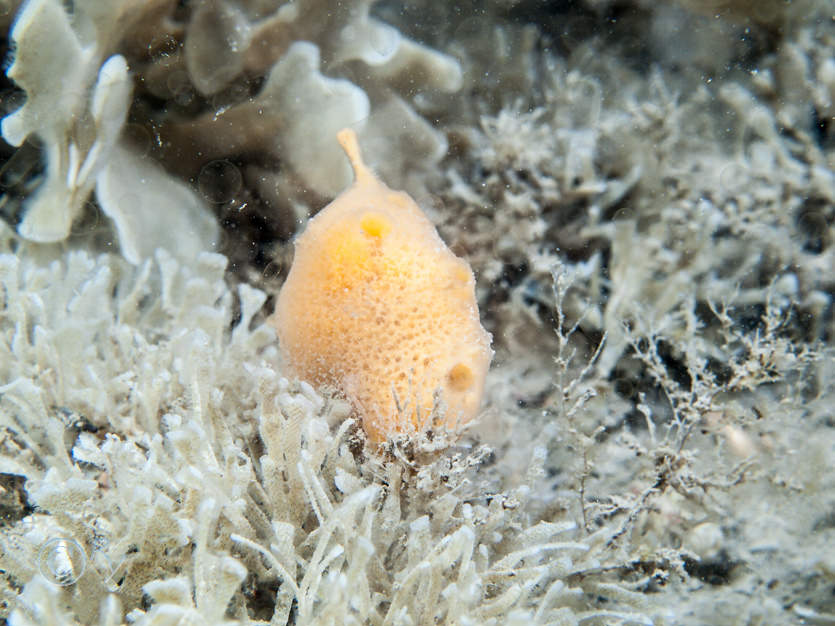 Amphilectus fucorum -- shredded carrot sponge, Chartella papyracea, Eudendrium sp, Flustra foliacea -- hornwrack