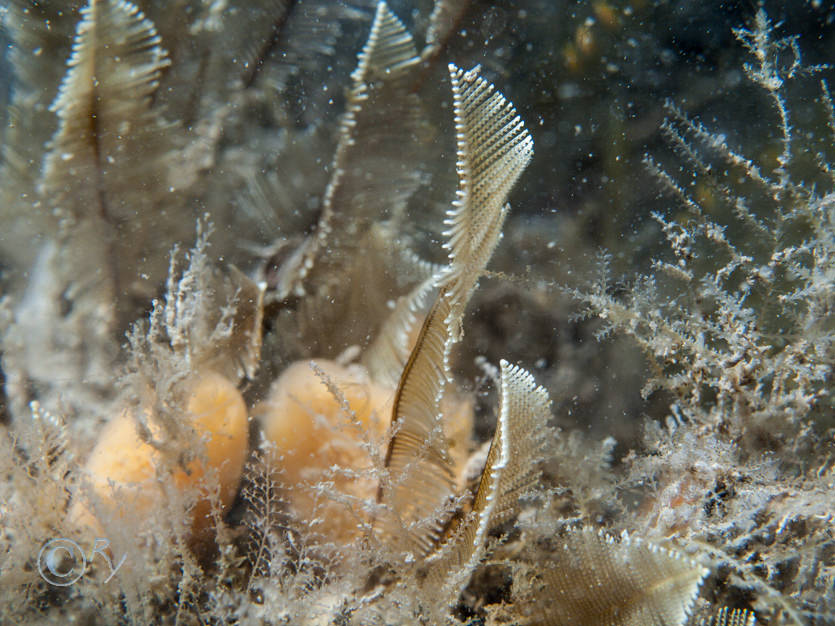 Gymnangium montagui -- indian feathers hydroid