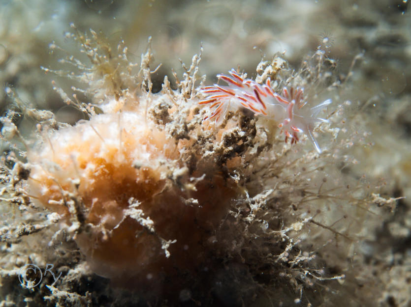 Eudendrium sp, Flabellina pellucida