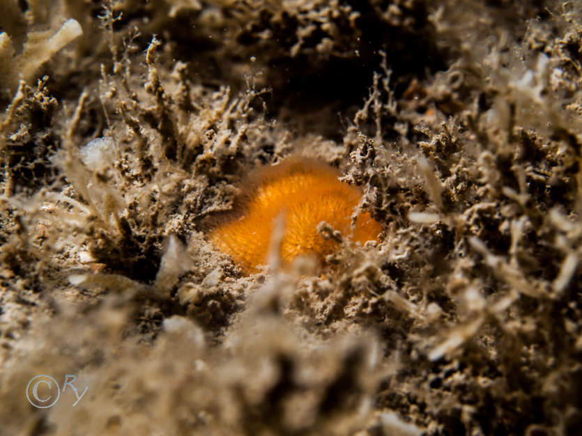 Cellepora pumicosa -- orange pumice bryozoan