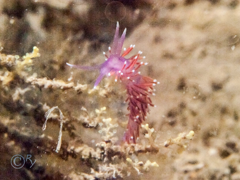 Flabellina pedata -- violet sea slug, Sertularella gayi