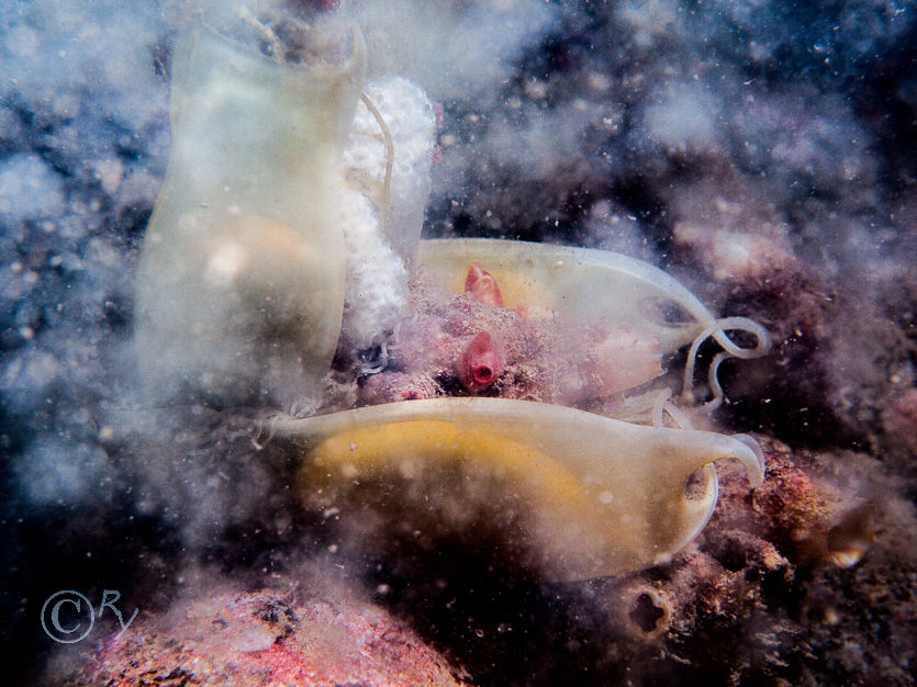 Ascidiella scabra, Polycarpa scuba -- teapot sea squirt, Scyliorhinus canicula eggs -- smallspotted catshark eggs