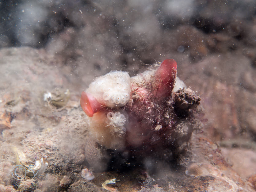 Botryllus schlosseii -- star sea squirt, Polycarpa scuba -- teapot sea squirt