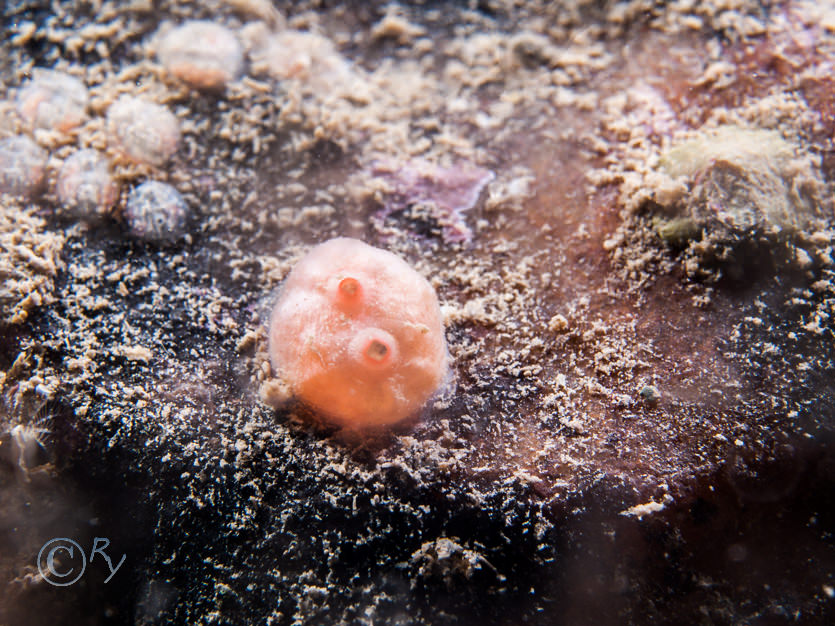 Dendrodoa grossularia -- baked bean sea squirt