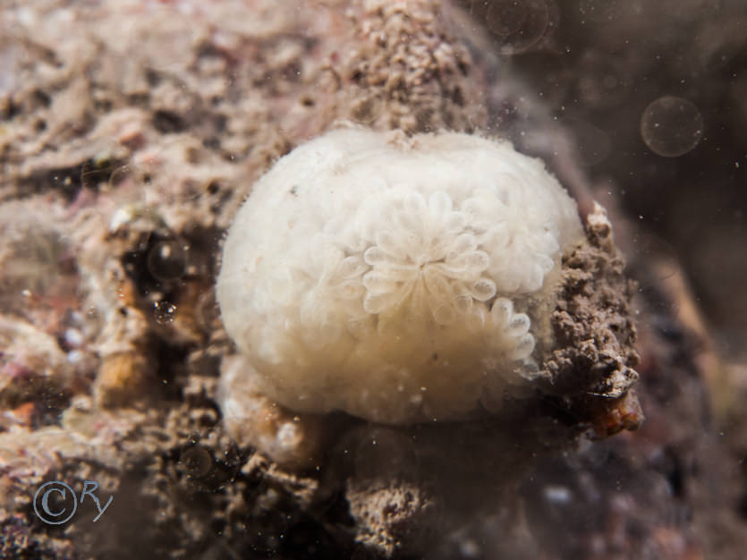 Botryllus schlosseii -- star sea squirt