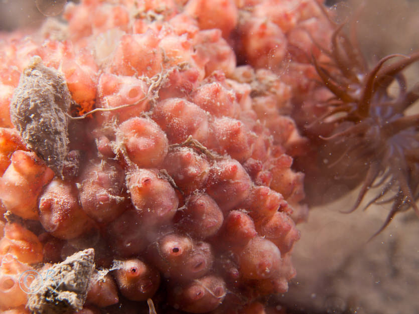 Distomus variolosus -- lesser gooseberry sea squirt
