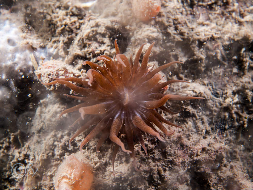 Aiptasia mutabilis -- trumpet anemone